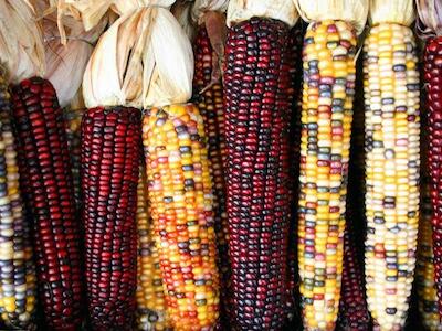 Municipio agroecológico de Jalisco prepara Festival de las Frutas y Semillas Nativas