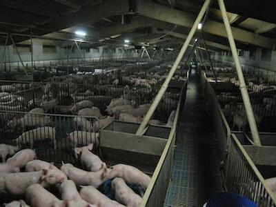 Organizaciones ecologistas y población afectada por la ganadería industrial porcina rechazan la nueva legislación para su regulación