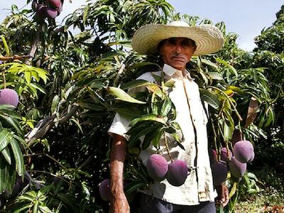 Os camponeses às margens da fruticultura bilionária