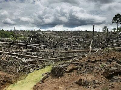 OTCA y COP30: invocan a concretar un pacto para salvar la biodiversidad amazónica