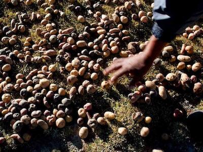 Papas milenarias desde los Andes al plato