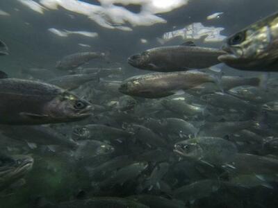 Cultivo de salmones / Cultivo de salmones. Foto: WWF Chile – Meridith Kohut.