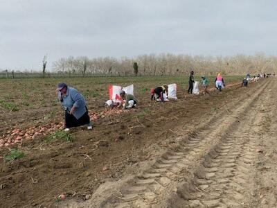 Pequeños agricultores del Valle de Ica denuncian que intermediarios quieren pagar 15 centavos por kilo de papa