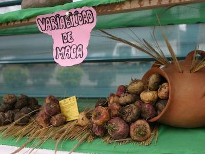 Perú: Detectan nuevos casos de biopiratería de maca en EE. UU. y China