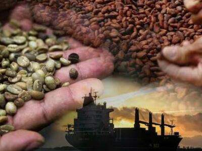 Normativa de la UE de deforestación se aplicará sobre cuatro productos: café, cacao, madera y aceite de palma. (Foto: Cortesía Cámara Peruana del Café y Cacao)