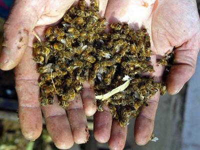 Por que o Brasil deveria se importar com a morte de abelhas