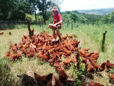 Produção de galinhas caipira de assentado, ligado à Cocavi, no assentamento 8 de Abril. Foto: Arquivo pessoal