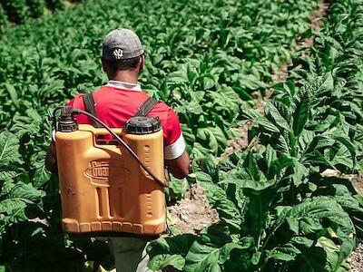 Produção de fumo: tragédia humanitária no Sul do Brasil