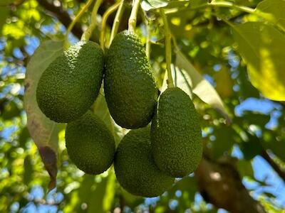 Producción de palta en Chile: especialistas llaman a tomar conciencia sobre su repercusión ecológica y social