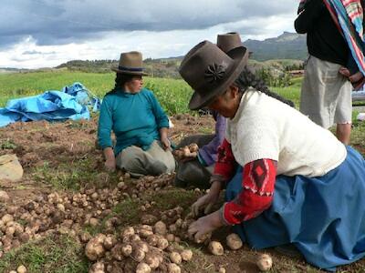 Productores reafirman su rechazo a transgénicos