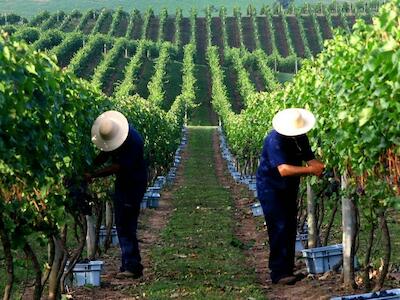 Foto del sitio: Aprender del Vino