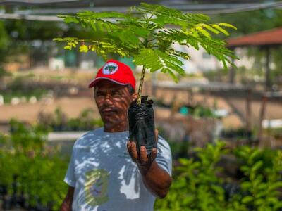 Produzir alimentos saudáveis e plantar árvores: a Reforma Agrária Popular no combate ao Coronavírus