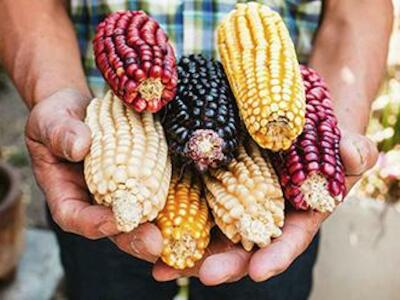 Proponen expertos una ruta nacional para la autosuficiencia de maíz