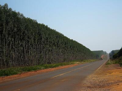 Foto: Movimiento Mundial por los Bosques Tropicales (WRM)