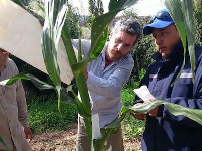 Recuperar las raíces: los maíces nativos en riesgo, vuelven al pago