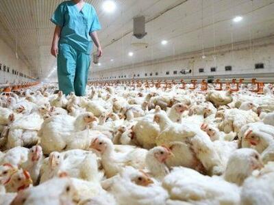 Rusia identifica primer caso de gripe aviar H5N8 en un ser humano