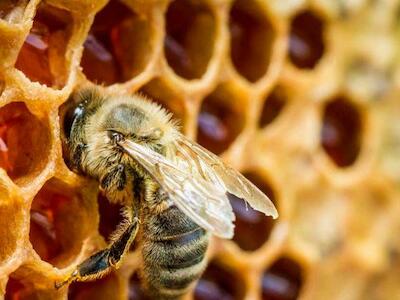 Sala Constitucional ordena realizar estudios sobre impacto de agroquímicos en abejas