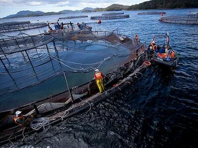 Salmoneras recibieron $28.598 millones en subsidios a la mano de obra mientras infringieron derechos laborales