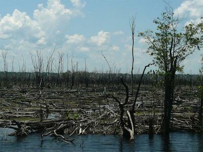 Foto: área florestal destruída pelo fogo na região do médio rio Negro | Bernardo Monteiro Flores