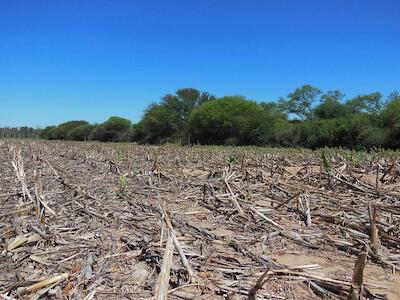 Se deforestaron más de 80.000 hectáreas de bosques en el norte argentino
