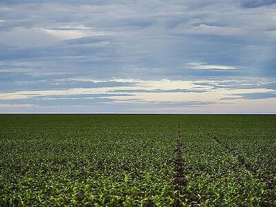 Plantação de soja no Mato Grosso; no país, 2 mil latifúndios ocupam área maior que 4 milhões de propriedades rurais - Foto: Marcelo Camargo/Agência Brasil