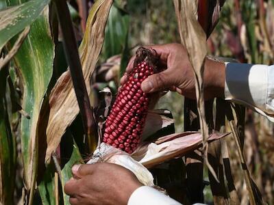 - Maíz cultivado en México, en una foto de 2021. Rodrigo Arangua/AFP/Getty Images