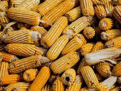 Sin maíz no hay país. El maíz transgénico como campo de tensión entre la soberanía nacional, el comercio internacional y la identidad cultural
