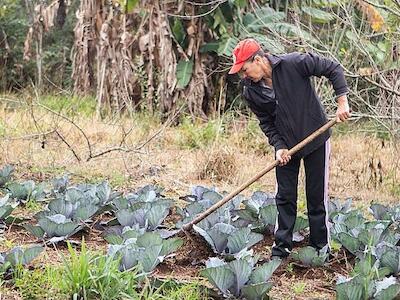 "Somos a prova de que é possível": acampamentos do MST são referência em agroecologia