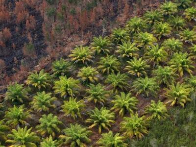 Una plantación de aceite de palma es fotografiada junto a un bosque quemado cerca de Banjarmasin en la provincia de Kalimantan del Sur, Indonesia, 29 de septiembre de 2019. REUTERS/Willy Kurniawan/File Photo