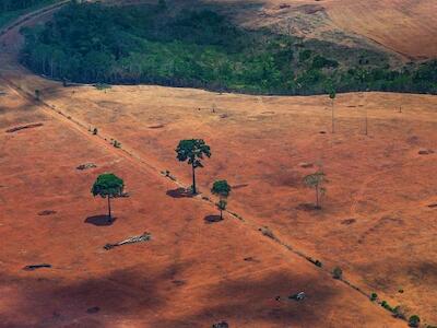 Supressão vegetação nativa no bioma Cerrado no ano de 2021 foi de 8.531,44 km²