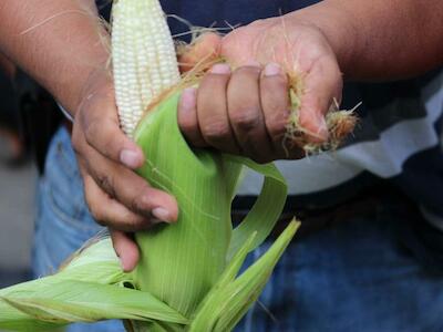 T-MEC podría poner en riesgo al campo mexicano