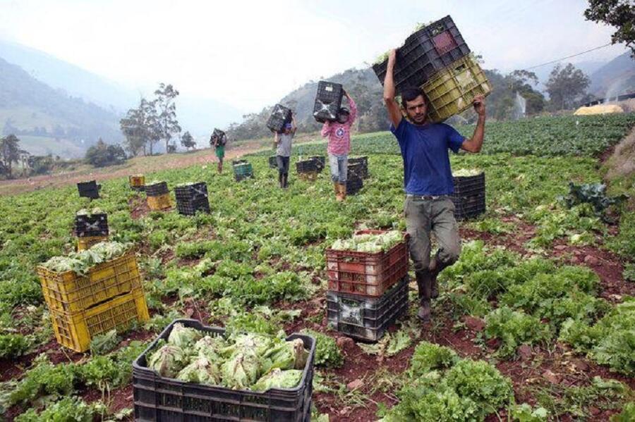 Transformación de la agricultura venezolana: del 85% de dependencia de ...
