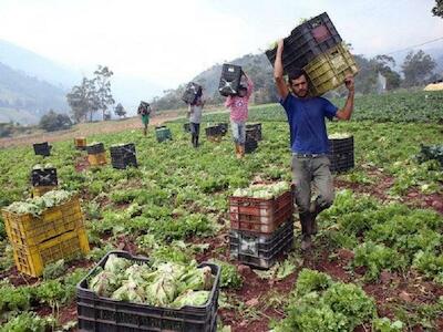 Transformación de la agricultura venezolana: del 85% de dependencia de importaciones al 97% de producción nacional
