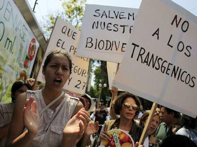 Transgénicos en Perú: el falso progreso que amenaza nuestra soberanía alimentaria