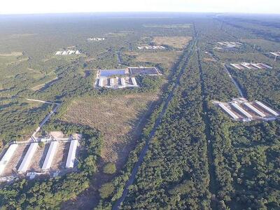 Tribunal de Yucatán ratifica la suspensión de granja porcícola por impactos negativos al medio ambiente