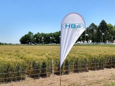 Trigo transgénico HB4: voces contra el agronegocio