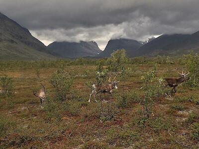 Triunfo Saami