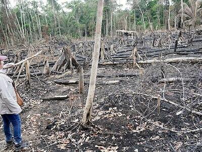 Ucayali: Autoridades trafican con 3.500 hectáreas de terrenos intangibles