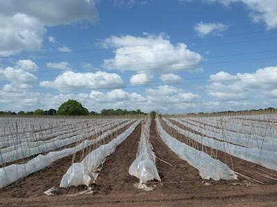 Un cambio radical de la agricultura se abre paso en el Reino Unido para mejorar la salud y el clima