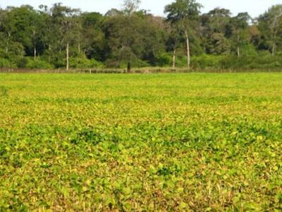 Un estudio del CONICET advirtió sobre el impacto de la expansión agropecuaria en el Chaco Argentino