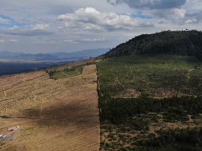 La línea que divide la localidad de Zacapu, con sus plantaciones de aguacate, y el municipio de Cherán, donde los habitantes lograron preservar los bosques de pino, en México, el 20 de enero de 2022. Foto: Fernando Llano / AP