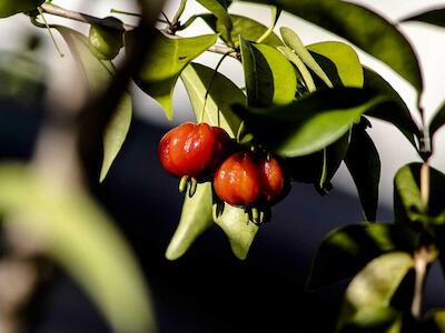 Planta de Pitanga, también llamada "ñangapirí” - Foto: Alf Ribeiro / Depositphoto
