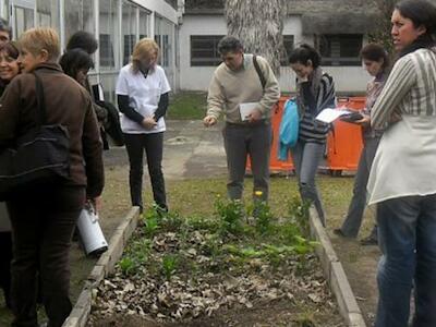 Y después de la vacuna ¿qué?: las plantas ancestrales frente al nuevo coronavirus