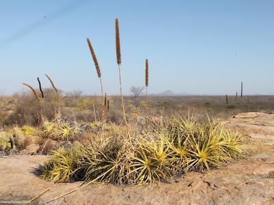 07_07_caatinga_DeOlhosnosRuralistas