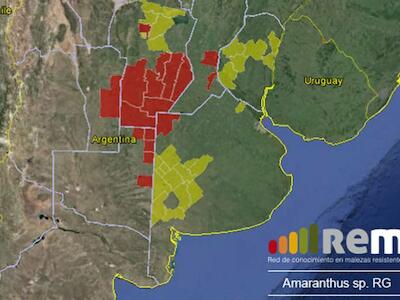 0883_economia_05032014_amaranthus-sp.-rg.jpg_1853027552