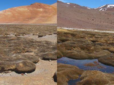 Sobre la corporación que provocó el desastre ambiental del Humedal Valle Ancho (Chile) y su vínculo con Mendoza | Biodiversidad en América Latina