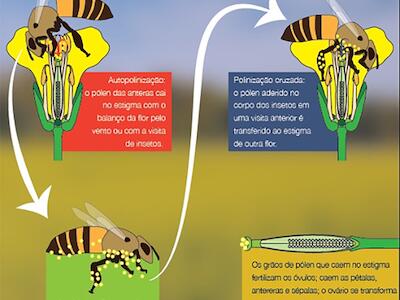 14_12_ilustracao_polinizacao_fonte_pucrs