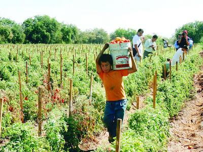 4-p-jornaleros-jitomateros-720x340