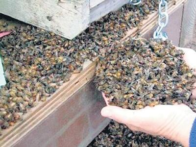 abejas