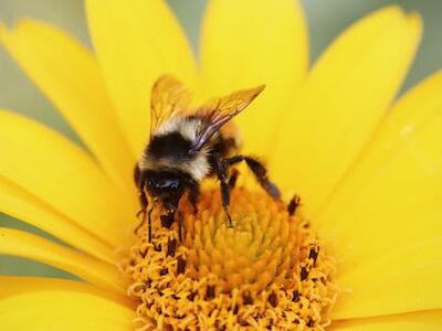 abejas y venenos